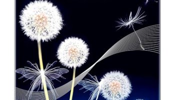 Ant Flora Dandelion Personal Digital Bathroom Weighing Scale For Human Body Weight Measurement With Wide Lcd Display Thick Tampered Glass For Home & Gym With 30 Months Warranty – Black